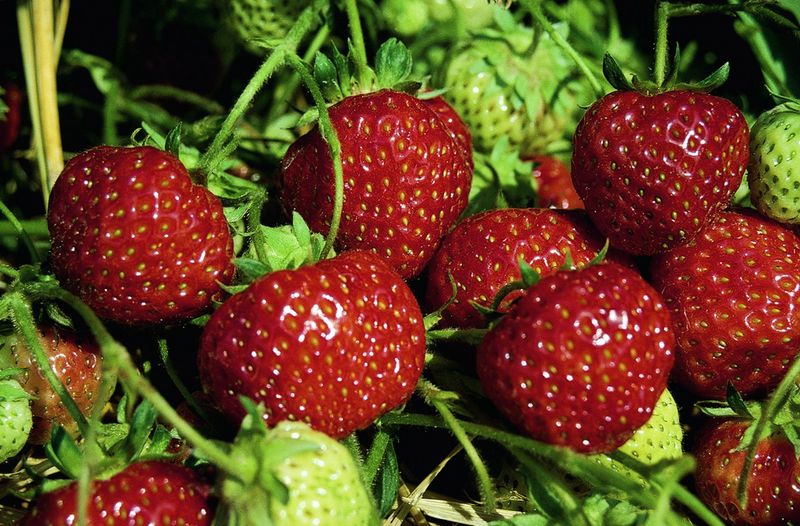 Клубника по финской технологии