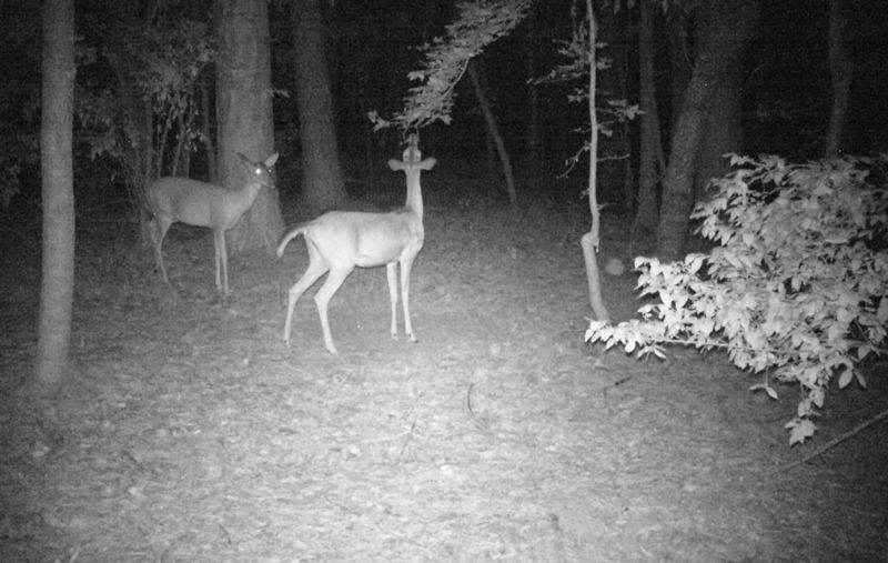 ИК-изображение в лесу