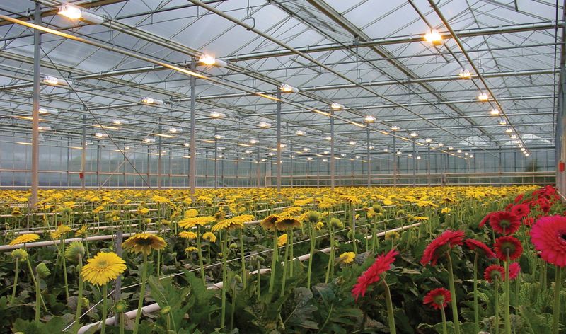 Натриевые лампы в теплицах