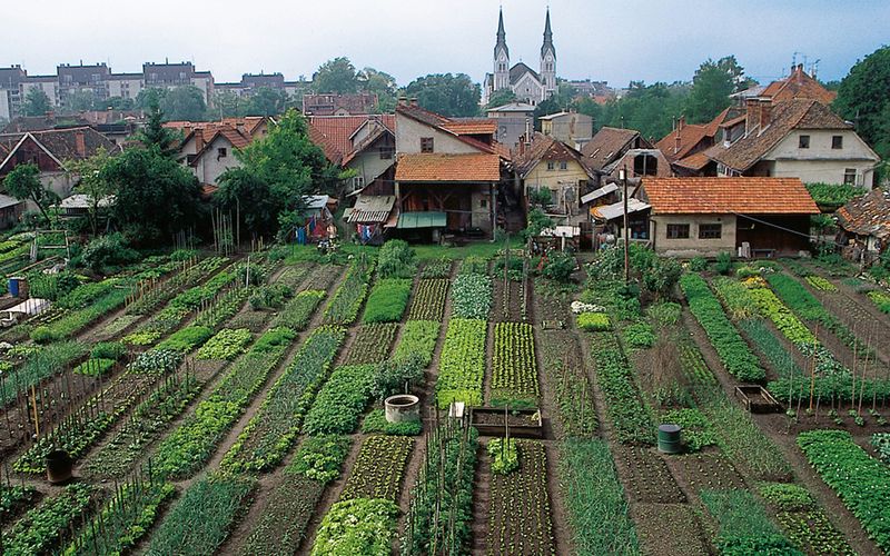 Овощеводство по Джевонсу