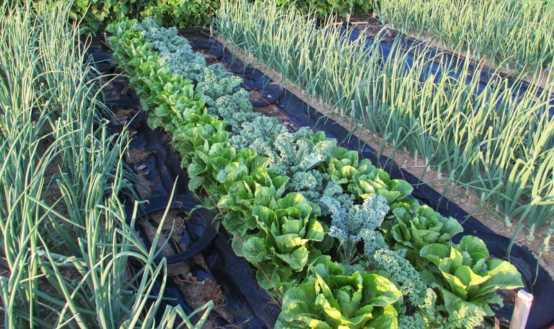 Овощеводство по Миттлайдеру