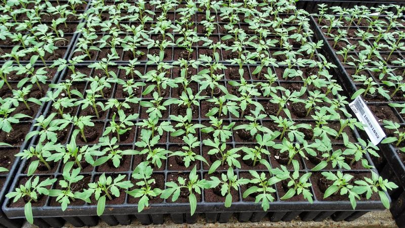 Посадка рассады в кассеты