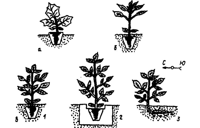 Рассада при голландской технологии