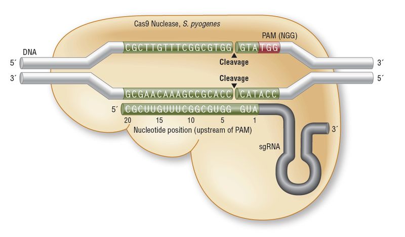 Редактирование генома