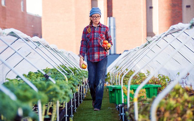 Внутригородское сельское хозяйство