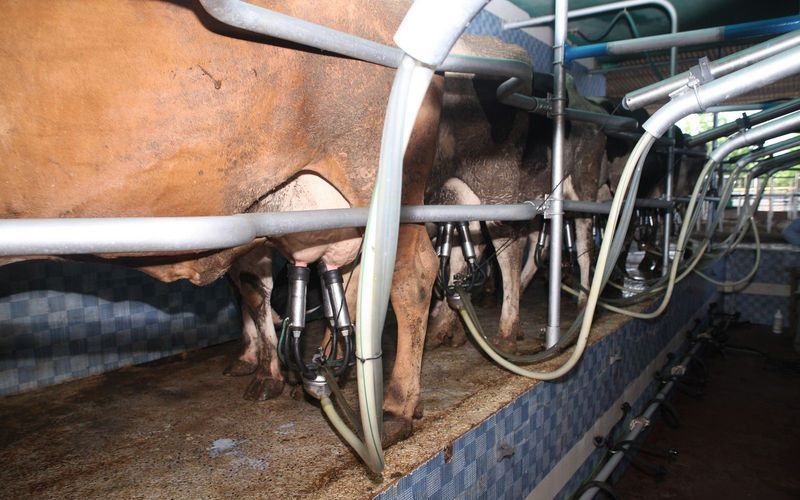 Автоматизированная дойка