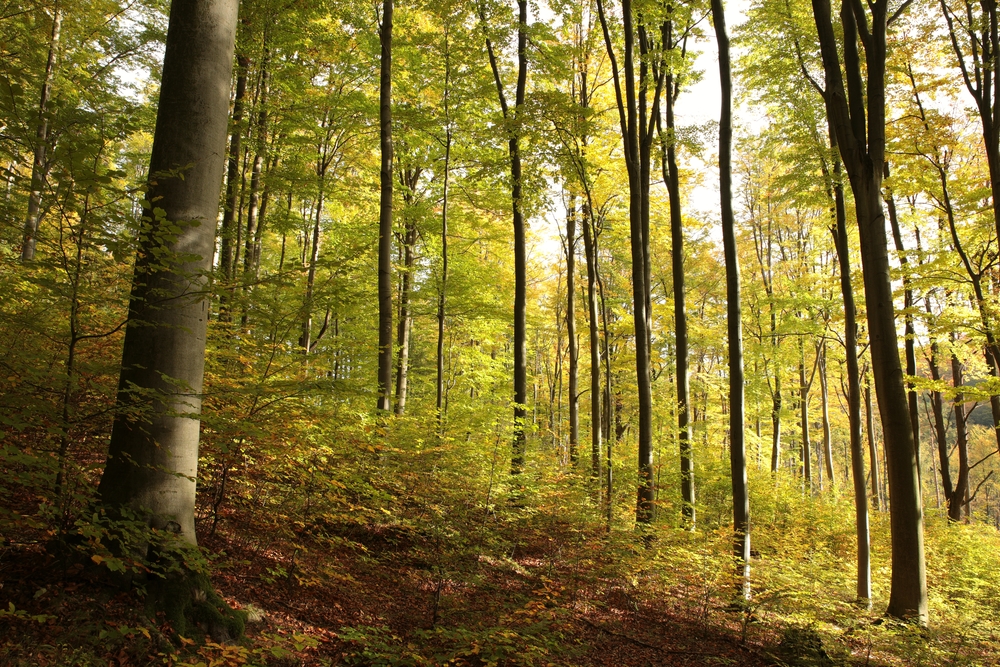 осенний лес