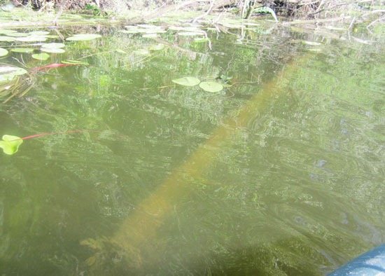 Отдельное затопленное дерево