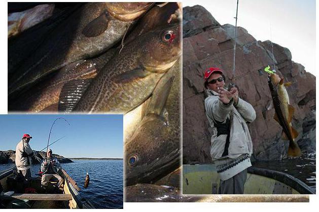 Отдых рыбалка на белом море