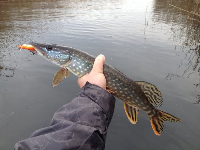 Подводная рыбалка в Крыму
