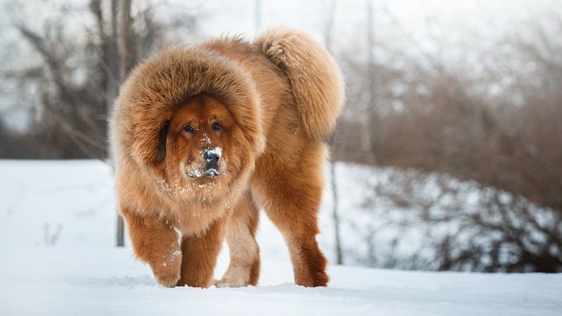 Тибетский мастифф