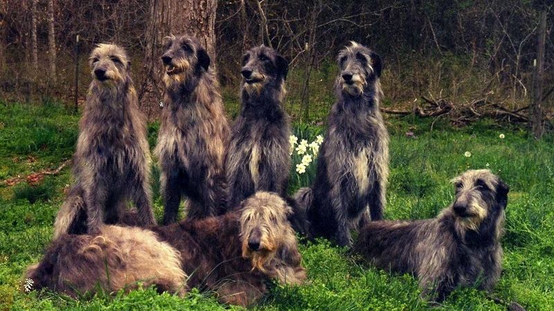 Шотландская борзая дирхаунд