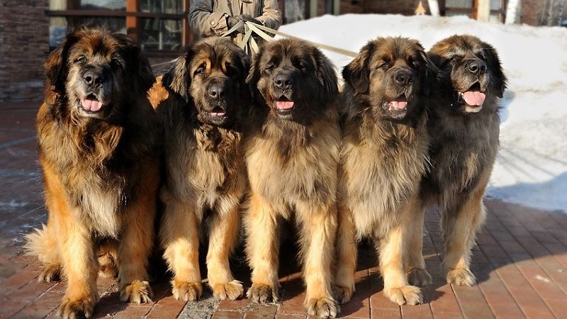 Леонбергер