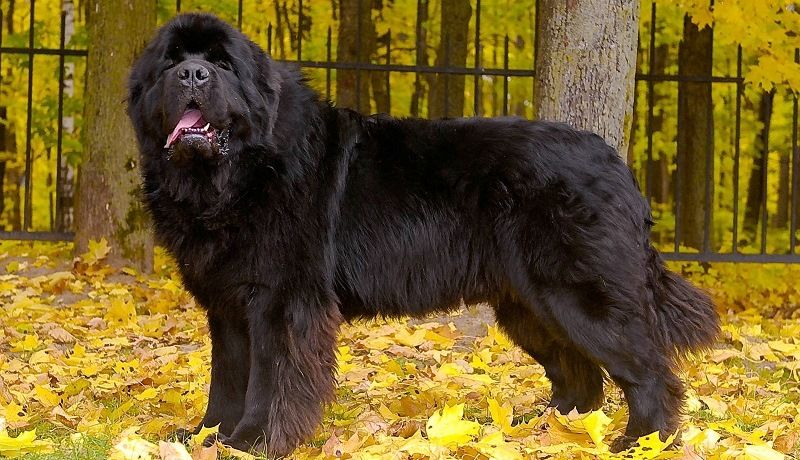 Ньюфаундленд