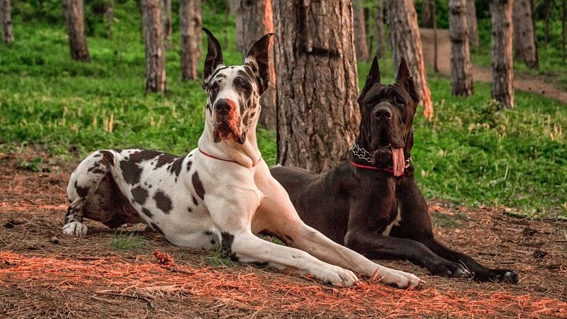 Немецкий дог