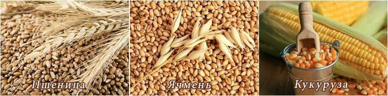 Пшеница ячмень кукуруза