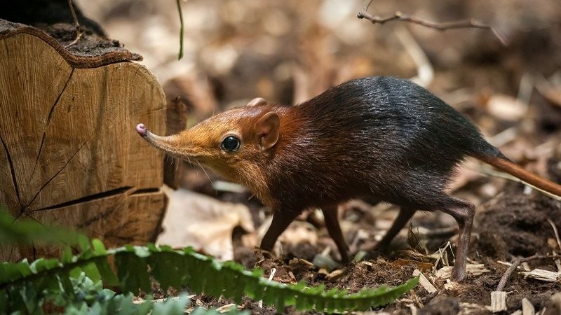 Хоботковая собачка Петерса