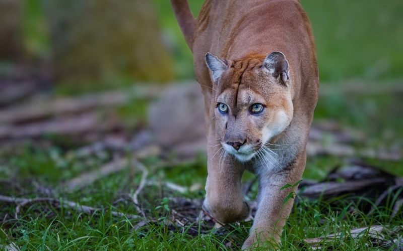 Флоридская пума