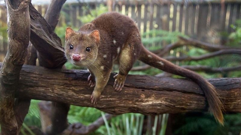 Пятнистохвостая сумчатая куница