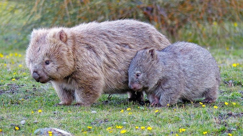 Длинношерстный вомбат
