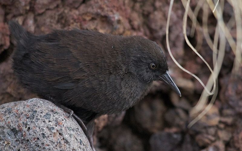 Тристанский пастушок