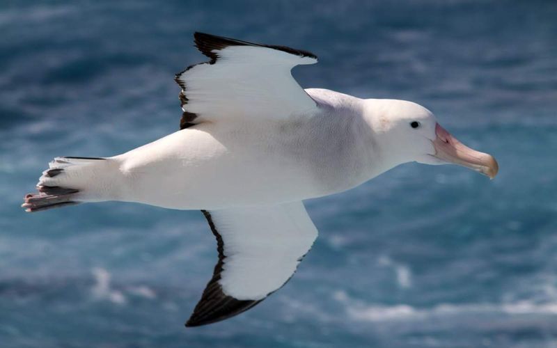Альбатрос