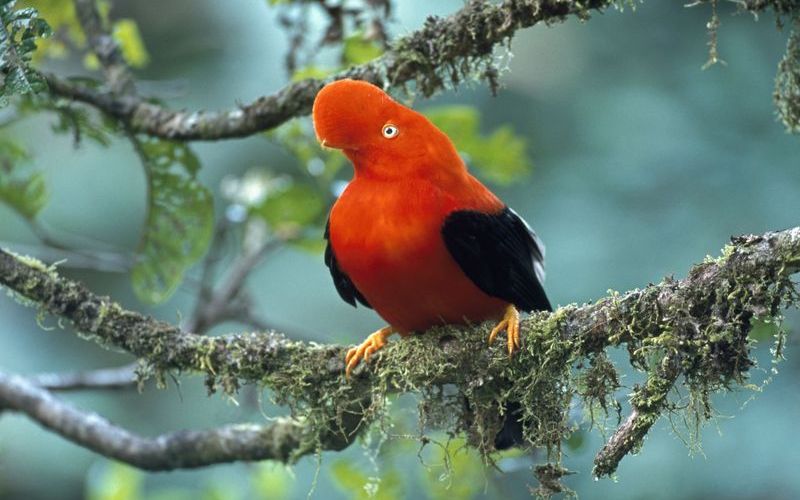 Андский скальный петушок