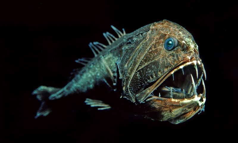 Длиннорогий саблезуб