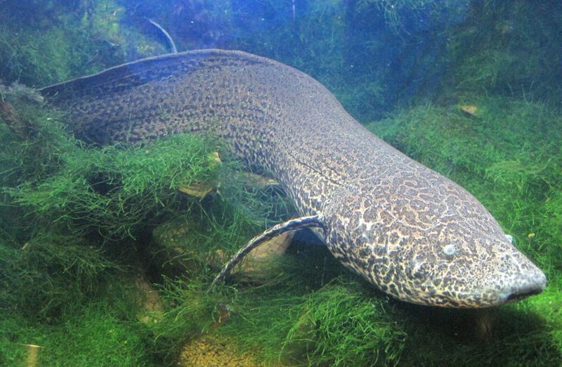 Протоптера