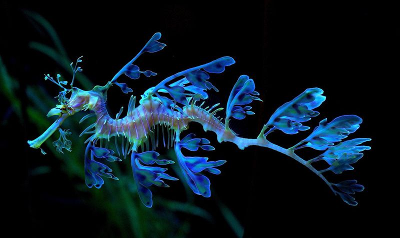 Морской дракон