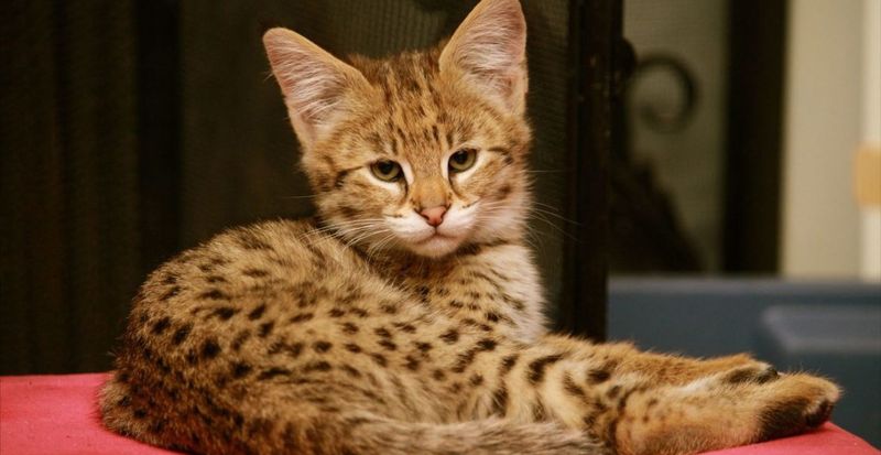 Кошка саванна