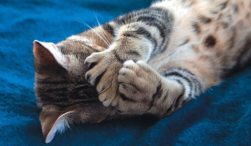 Американская многопалая