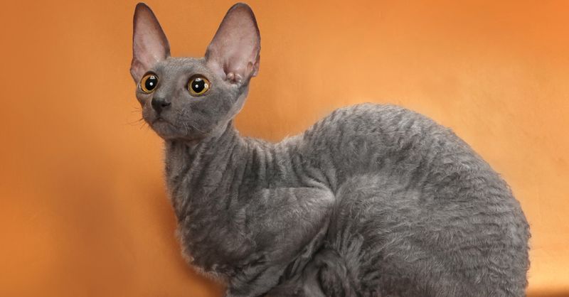 Корниш-рексы