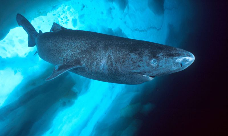 Гренландские акулы
