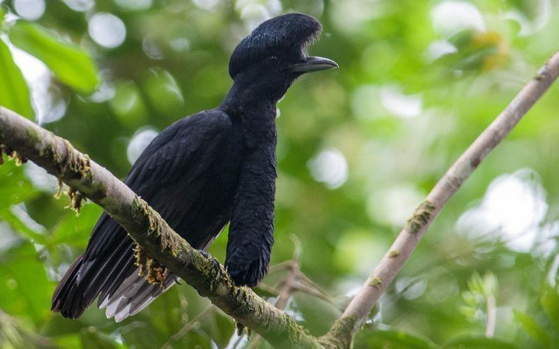 Эквадорская зонтичная птица