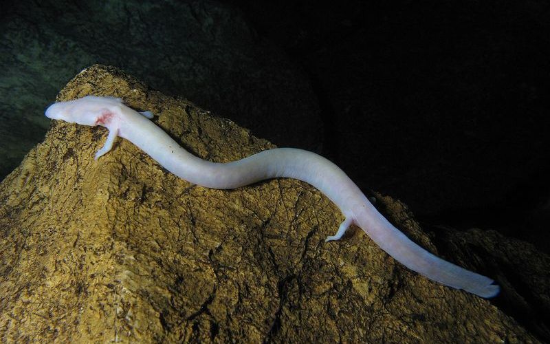 Европейский протей