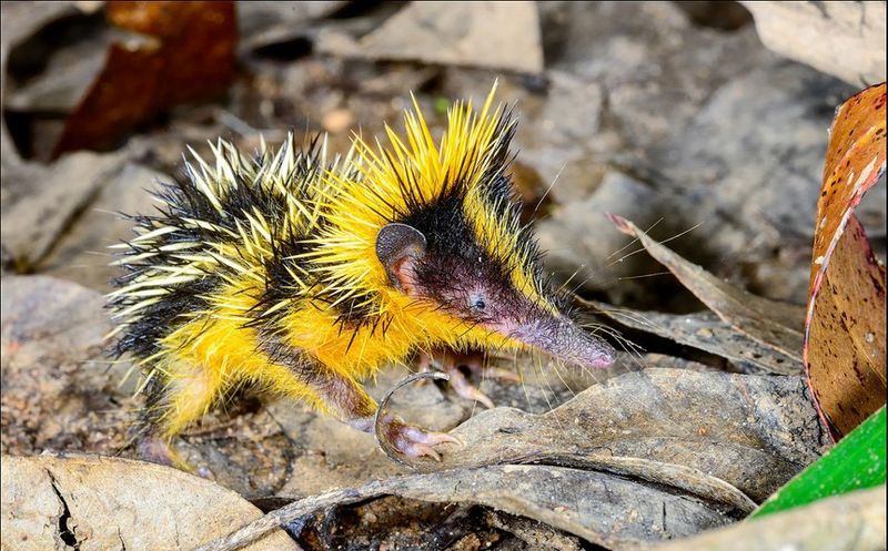 Щетинистый еж тенрек