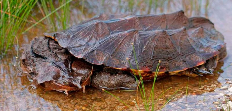 Бахромчатая черепаха матамата