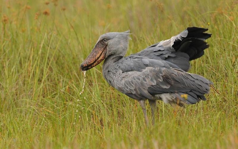 Королевская цапля или китоглав