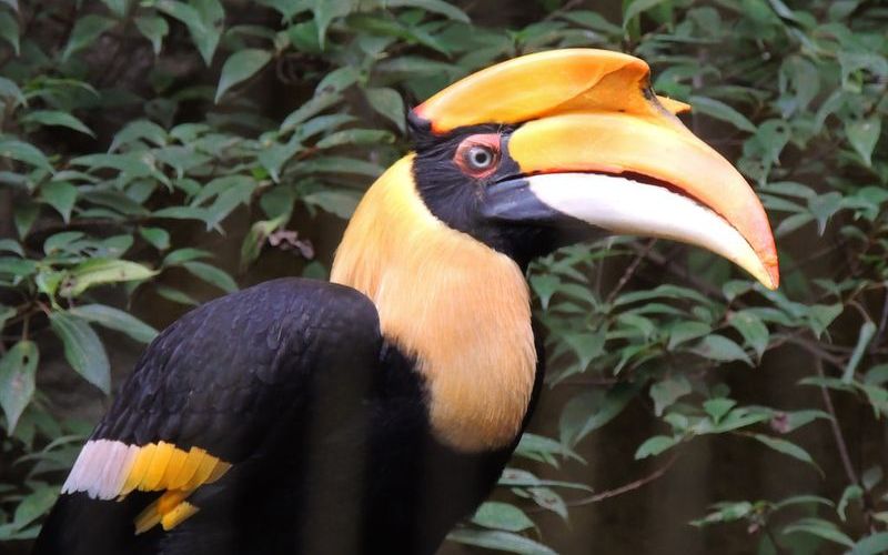 Птица-носорог