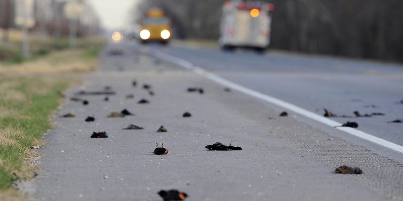 Долина падающих птиц Джотинга