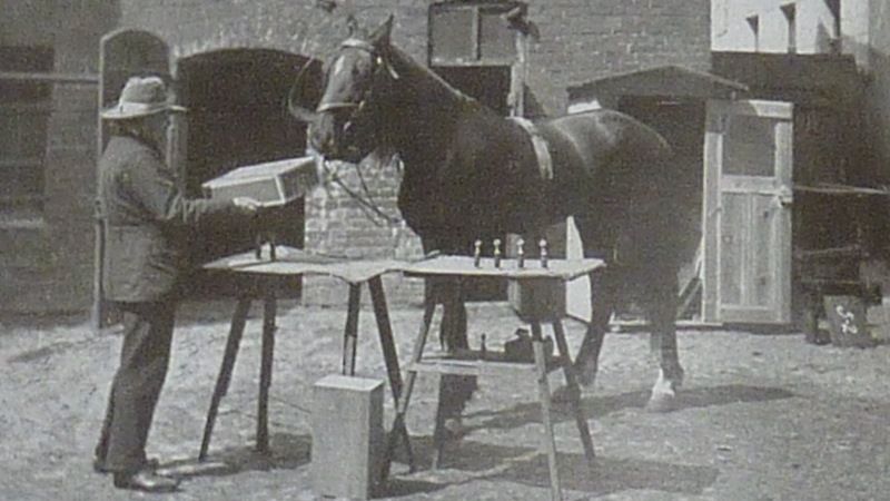 Конь умный Ганс