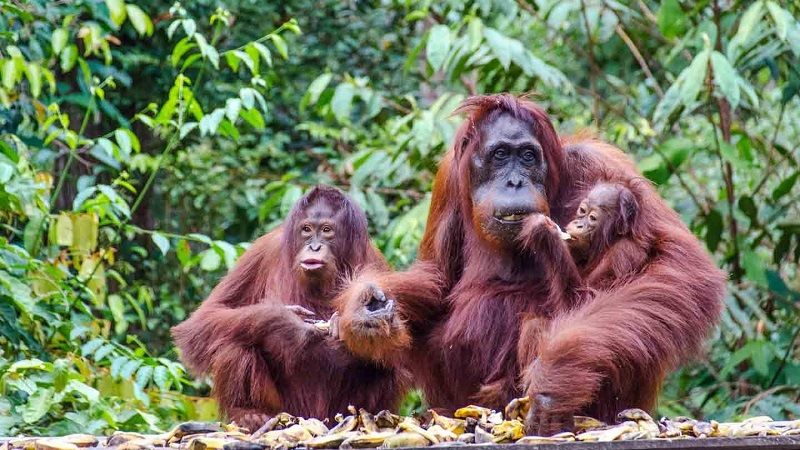 Орангутаны