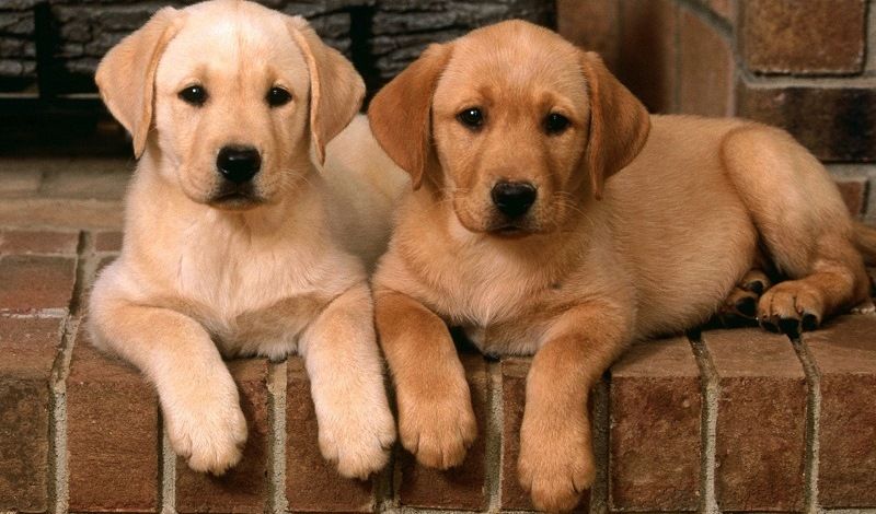 Щенки лабрадора