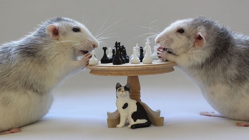 Умные крысы