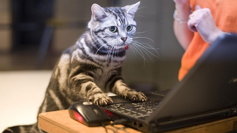 Забавный кот