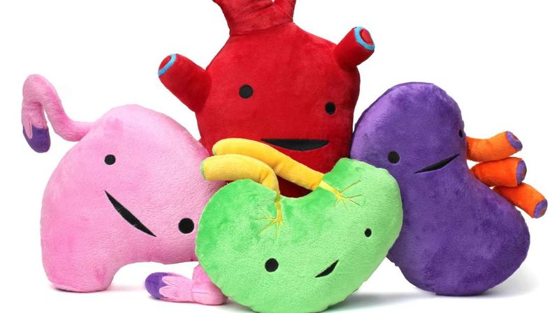 Игрушки-органы I Heart Guts