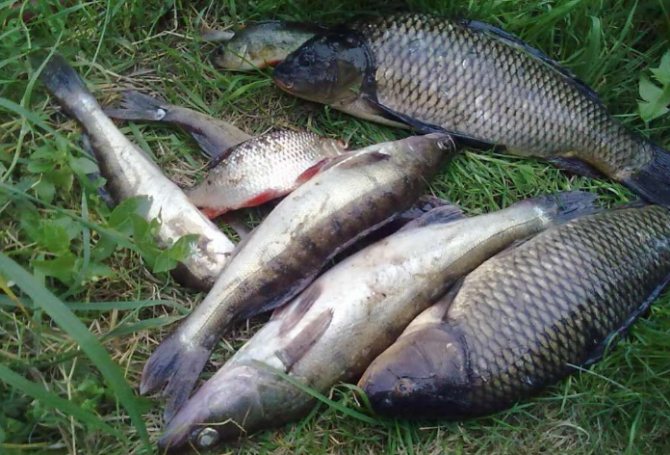 шатура рыбалка в