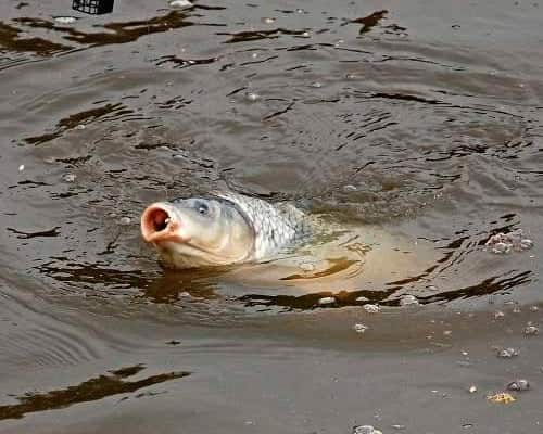 Спиннинг для ловли сазана с лодки