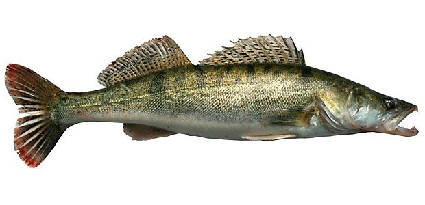 Судак Финский залив